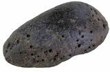 Fossil Whale Ear Bone - Miocene #63546-2
